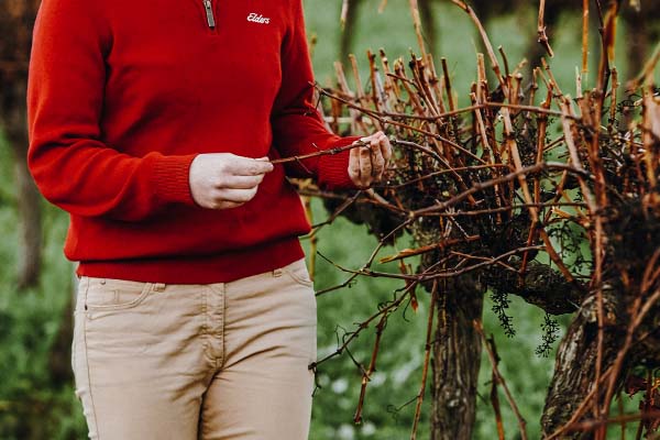 Closeup of an Elders staff member inspecting a grapevine