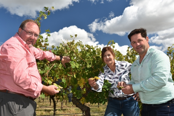 viticulture_independent_agronomist_bayer_rep